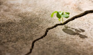 How to get rid of weed on your cement cracks.  Removing weed off cracks in concrete.