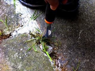 Get rid of weeds on cement.  Remove weed off concrete.  Remove weed using boiling water.  Natural methods for removing weed on cement or concrete.