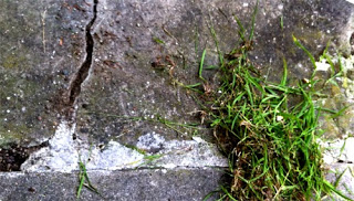 Get rid of weeds on cement.  Remove weed off concrete.  Remove weed using boiling water.  Natural methods for removing weed on cement or concrete.